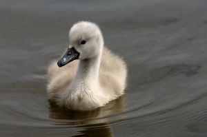 cygnet