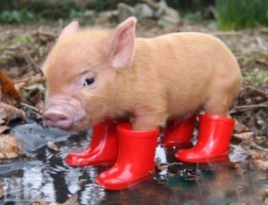 mini-pigs-funny-pictures2